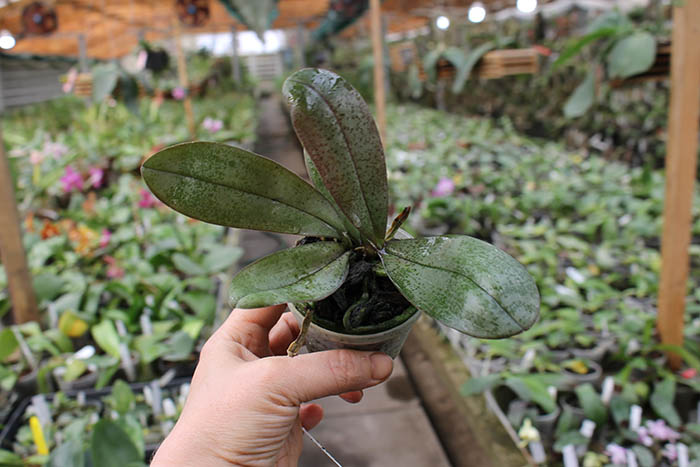 Phalaenopsis celebensis x mariae