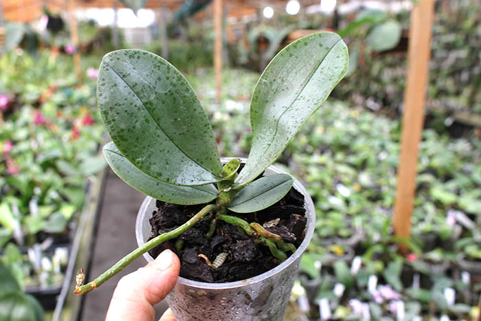 Phalaenopsis celebensis x mannii.jpg