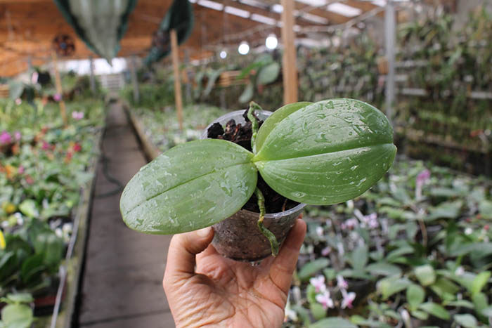 Phalaenopsis Gigabell (gigantea x bellina).jpg