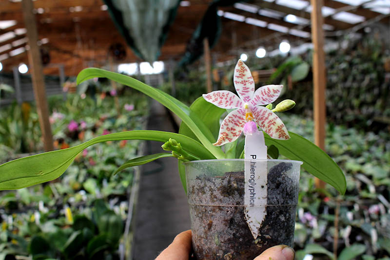 Phalaenopsis hieroglyphica.jpg