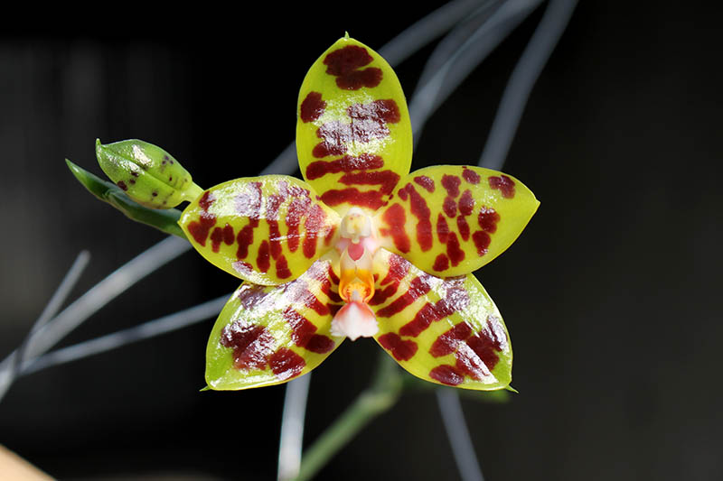 Phalaenopsis David Lim.jpg