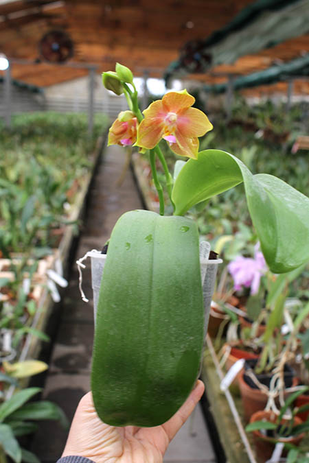 Phalaenopsis Lioulin Moon x bellina blue.jpg
