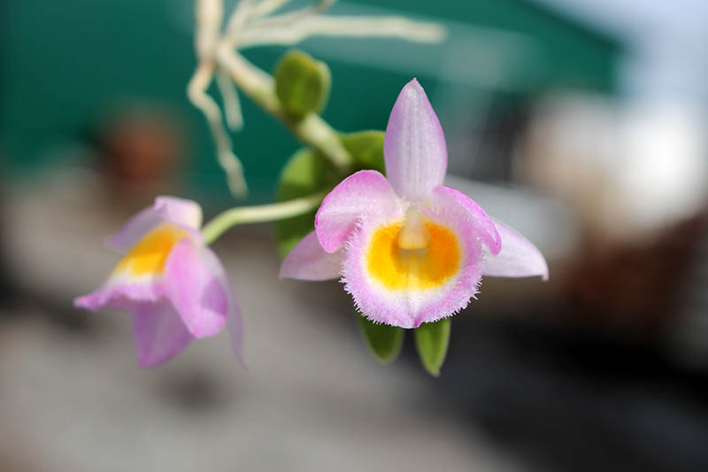 Dendrobium loddigesii.jpg