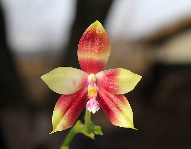 Phalaenopsis KS Happy Eagle x tetraspis 'Red #1'.jpg