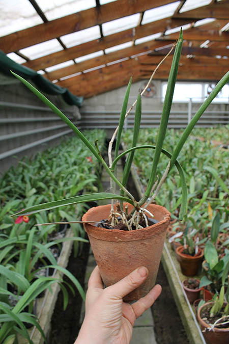 Brassavola nodosa 'Panama Soiree'.jpg