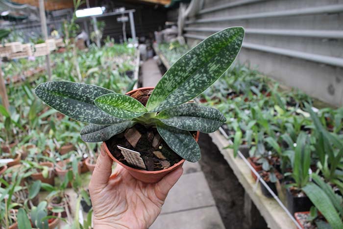 Paphiopedilum delenati alba.jpg