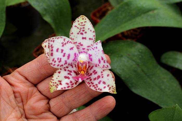 Phalaenopsis Brother Princess 'Hai-Tung'.jpg
