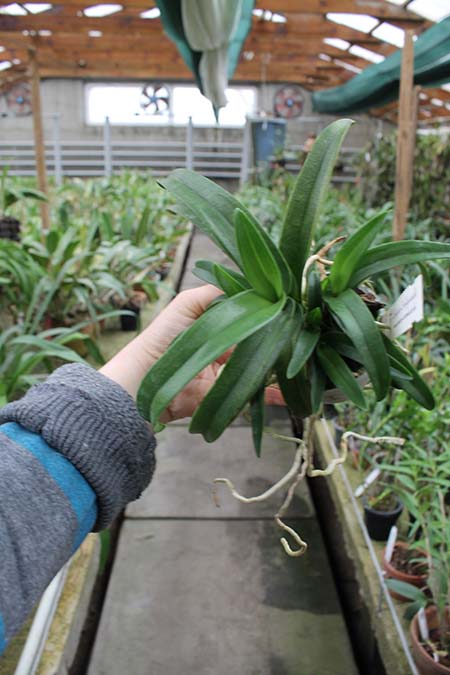 Sarcochilus Rote x Fitzhard.jpg