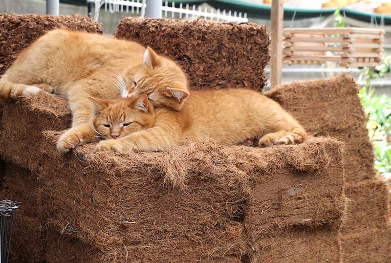 Кокосовое волокно