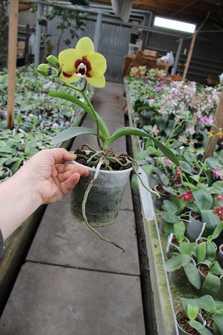 Phalaenopsis Mituo Golden 'M-2'.jpg