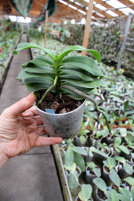 Phalaenopsis equestris x Renanthera matutina.jpg