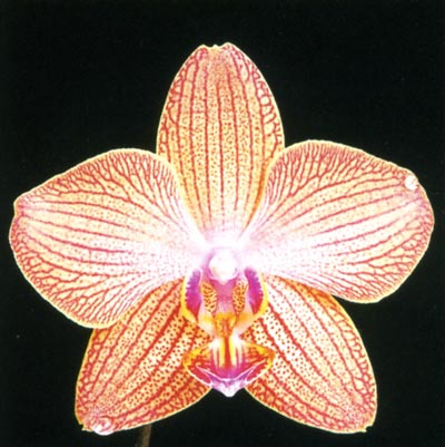 Doritaenopsis.jpg