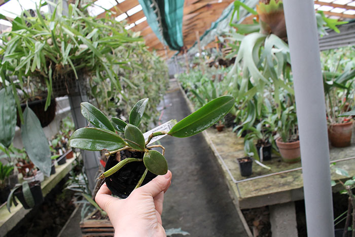 Cattleya schilleriana 'Água Surda' x Cattleya Daphne 'Bordeaux'.jpg