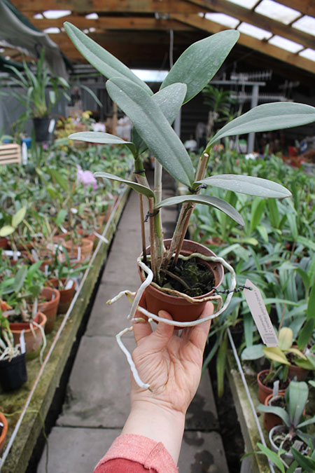 Cattleya Cantagalo (Pedra da Gavea x Kerchoveana).jpg