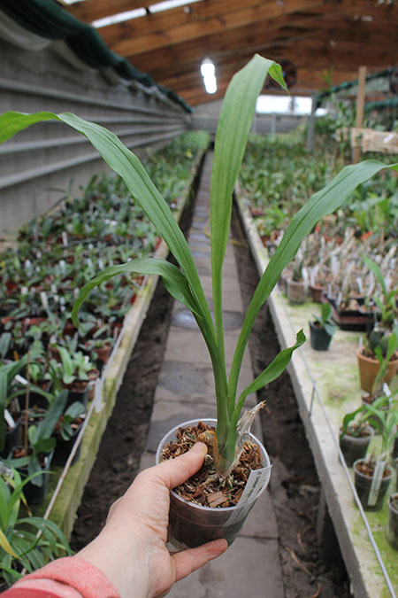 Catasetum (spitzii x spitzii yellow).jpg