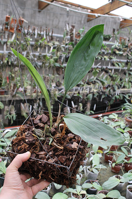 Stanhopea whittenii.jpg