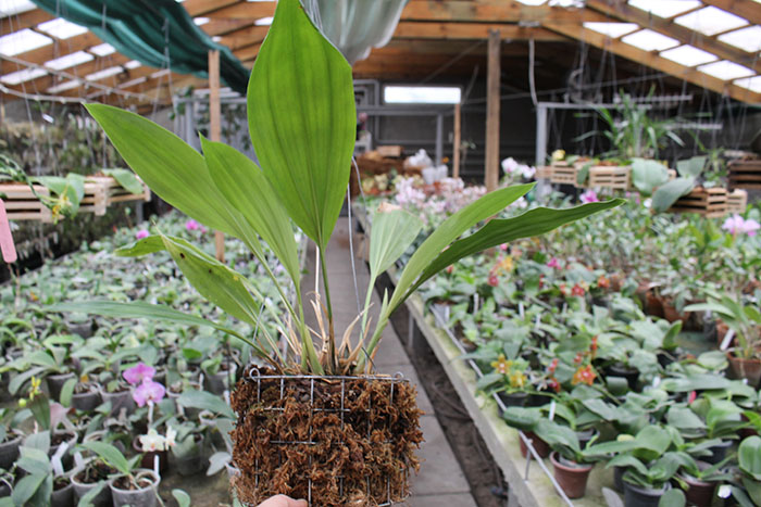 Stanhopea candida.jpg