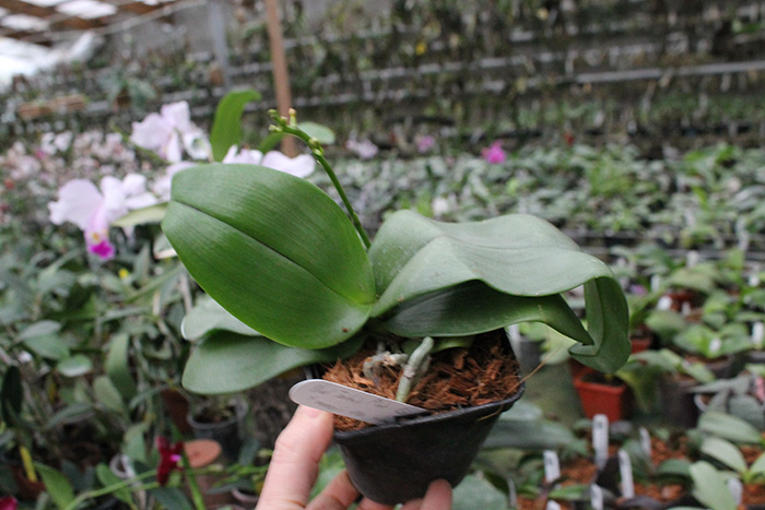 Phalaenopsis Jiaho's Pink Girl x mannii black.jpg