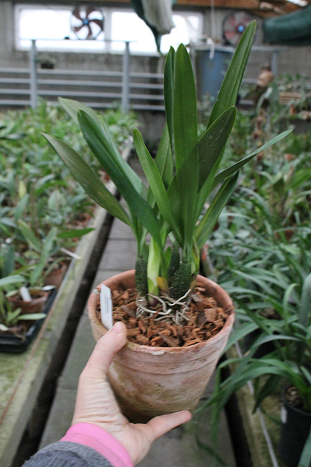 Odontoglossum praestans.jpg