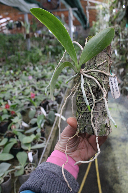 Phalaenopsis lueddemanniana.jpg