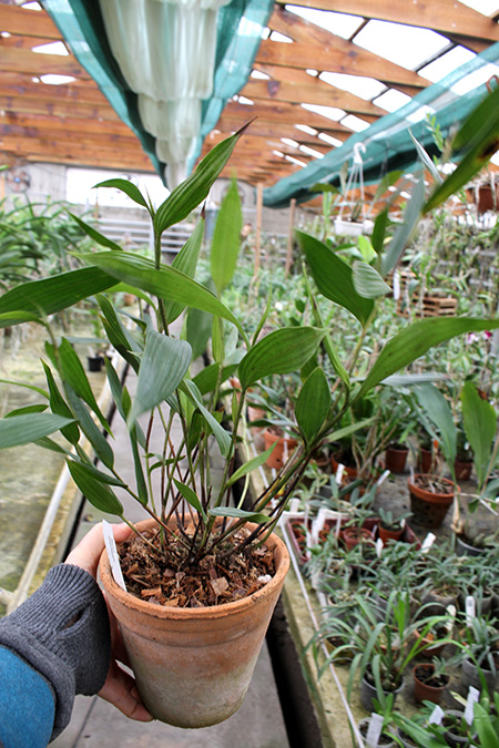 Sobralia atropubescens.jpg