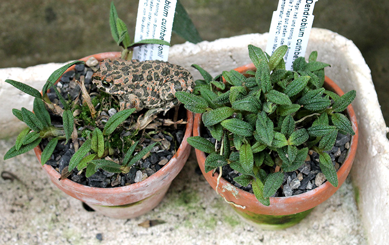 Dendrobium cuthbertsonii.jpg