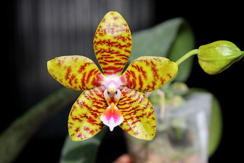 Phalaenopsis Mituo Cake 'M#1' x venosa 'TGDT'.jpg