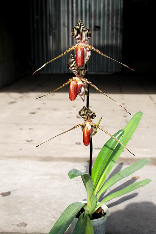 Paphiopedilum rothschildianum 'Da guan Yuan' x sibling 'Green Valley'.jpg