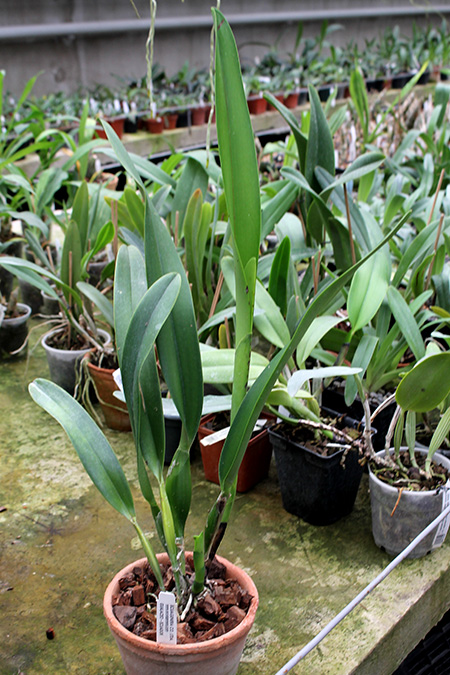 Laelia purpurata atropurpurea x Cattleya dowiana.jpg