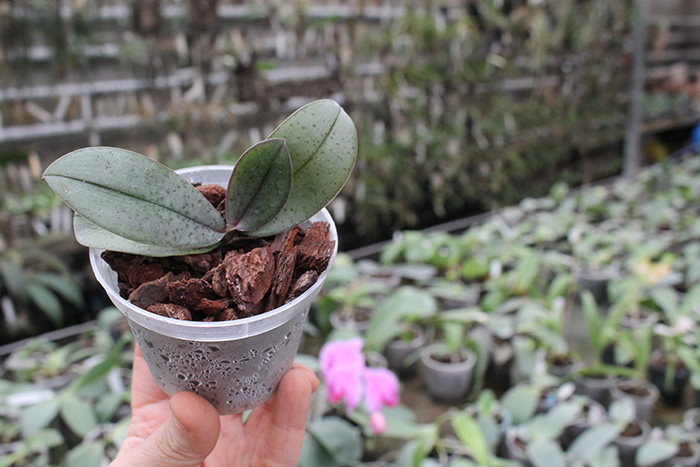 Phalaenopsis stuartiana puntatissima x mannii Dark.jpg