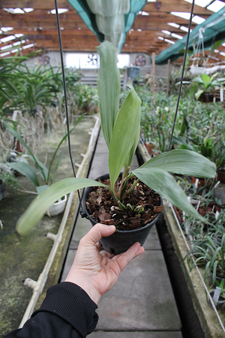 Gongora aromatica.jpg