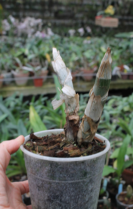 Cycnoches warcewiczii.jpg