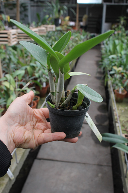 Cattlianthe White Bridal 'Yuki'.jpg