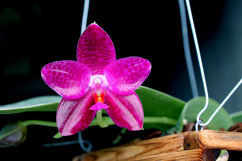Phalaenopsis Mok Choi Yew Indigo.jpg