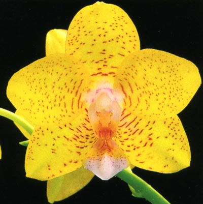 Phalaenopsis Maraldee.jpg