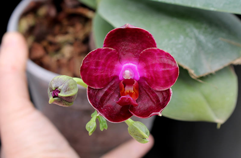 Phalaenopsis I-Hsin 'Spot Eagle'.jpg