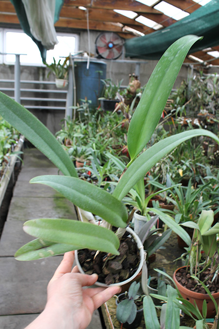 Cattleya warscewiczii tipo 'Hector' x SELF.jpg