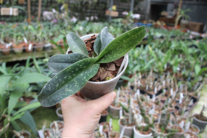 Paphiopedilum wellesleyanum album x Iratsume album.jpg