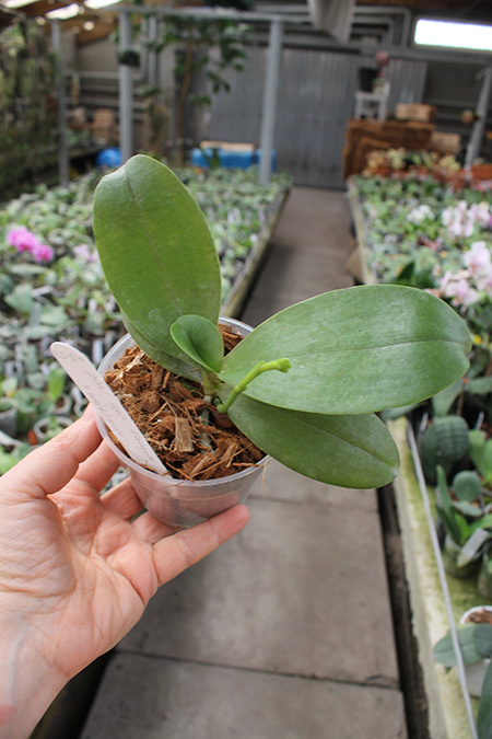 Phalaenopsis Sogo Manager x Gelbliber.jpg