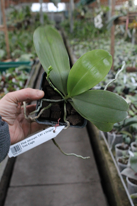 Phalaenopsis tetraspis 'C#1' x Dragon Tree Eagle.jpg