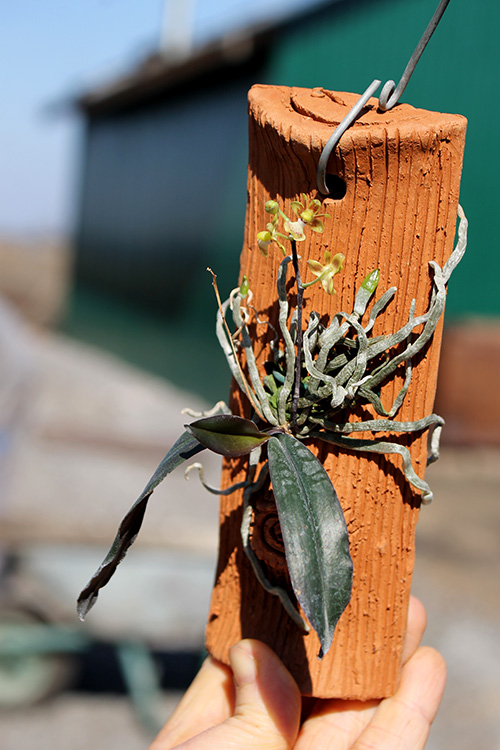 Phalaenopsis chibae.jpg