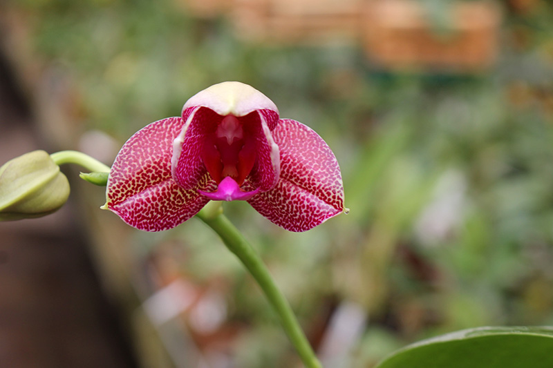 Phalaenopsis Mituo Sun x Ld's Bear King.jpg