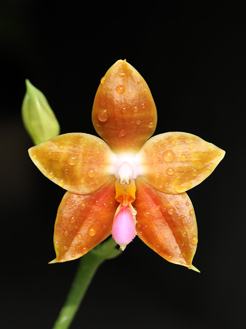 Phalaenopsis corningiana x lueddemanniana.jpg