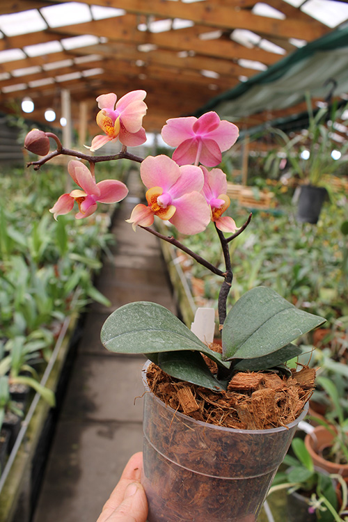 Phalaenopsis (Jiaho's Orange x schilleriana ) 'KF'.jpg