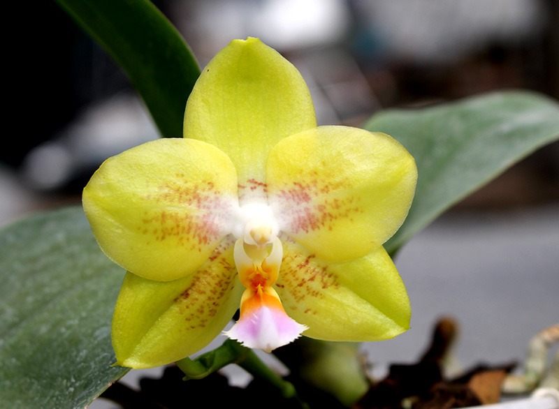 Phalaenopsis (Yaphon Goldlight x Yaphon Rose) x Joy Spring Canary.jpg