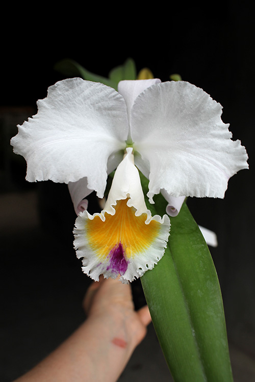 Cattleya schroederae albescens x Cattleya schroederae alba.jpg