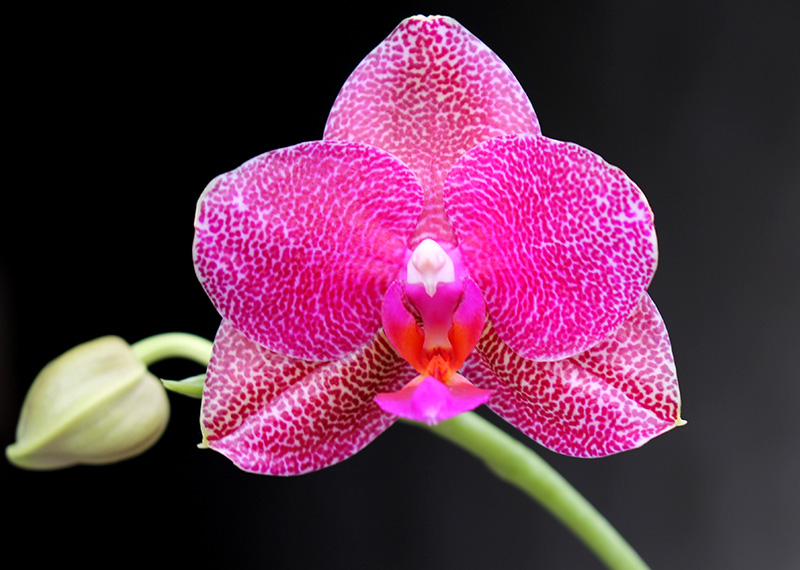 Phalaenopsis Mituo Sun x Ld's Bear King.jpg
