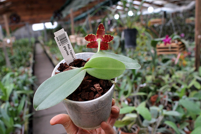 Phalaenopsis Yaphon Goodboy x gigantea.jpg
