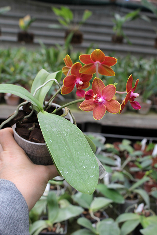 Phalaenopsis Tying Shin Phoenix 'Peter'.jpg