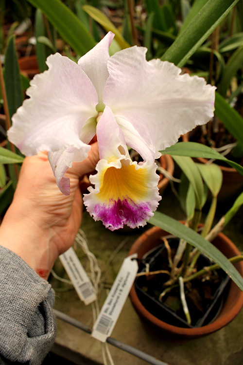Cattleya schroederae albescens x Cattleya schroederae alba.jpg